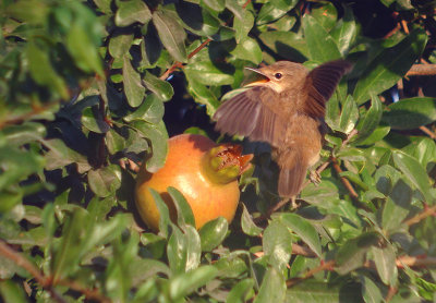 Westelijke vale spotvogel / Western Olivaceous Warbler