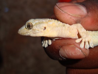 Mediterranean House Gecko