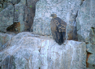 Vale gier / Griffon Vulture