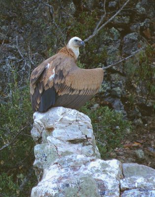 Vale gier / Griffon Vulture