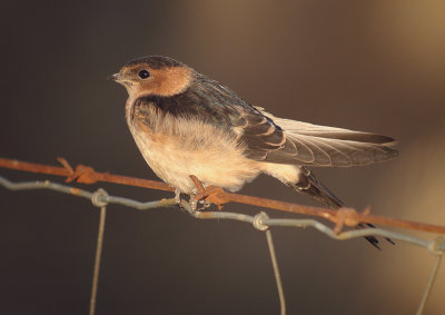 Roodstuitzwaluw / Red-rumped Swallow