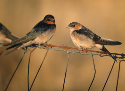 Roodstuitzwaluw / Red-rumped Swallow
