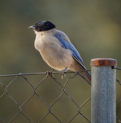 Blauwe ekster / Azure-winged Magpie