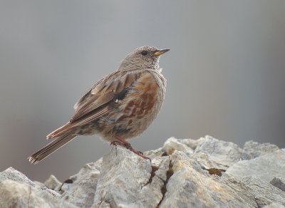 Alpenheggenmus / Alpine Accentor