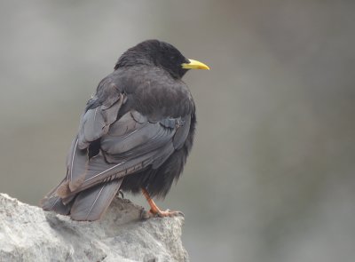 Alpenkauw / Alpine Chough