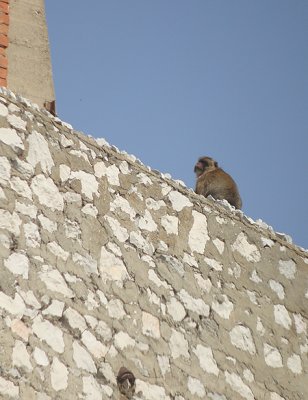 Berberaap / Gibraltar Monkey