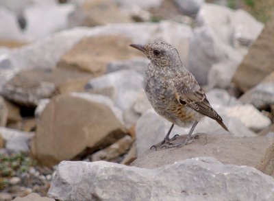 Rode rotslijster / Rufous Bushchat