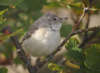 Sperwergrasmus / Barred Warbler
