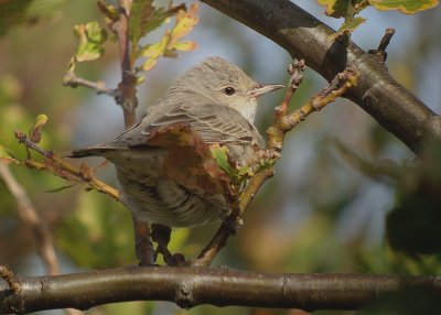 Sperwergrasmus / Barred Warbler