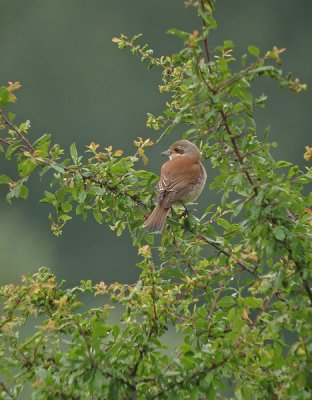 Grauwe klauwier / Red-backed Shrike