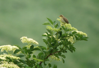 Orpheusspotvogel / Melodious Warbler