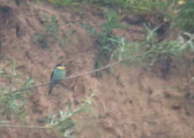 Bijeneter / European Bee-eater