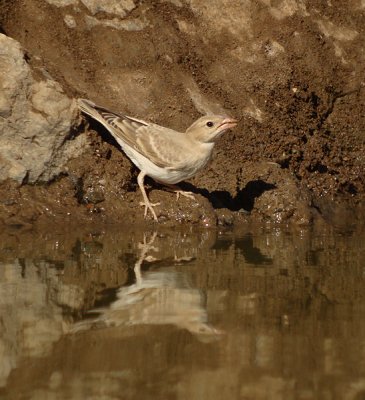 Bleke rotsmus / Pale Rock Sparrow