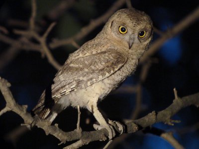 Gestreepte dwergooruil / Pallid Scops Owl