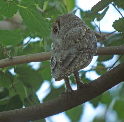 Gestreepte dwergooruil / Pallid Scops Owl