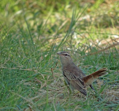 Rosse waaierstaart / Rufous-tailed Scrub Robin