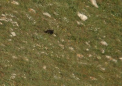 Kaukasisch korhoen / Caucasian Black Grouse