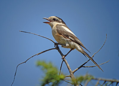 Maskerklauwier / Masked Shrike