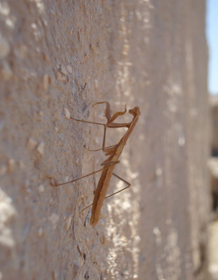 Bidsprinkhaan / Mantis (Mantodea)
