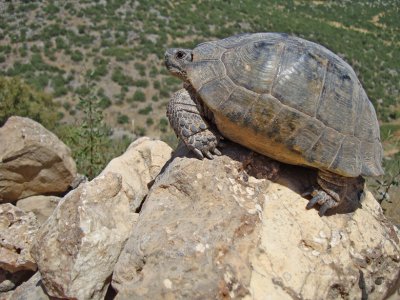 Landschildpad / Tortoise
