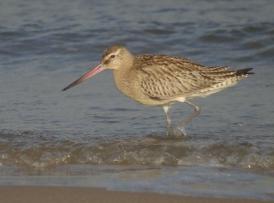 Rosse grutto / Bar-tailed Godwit
