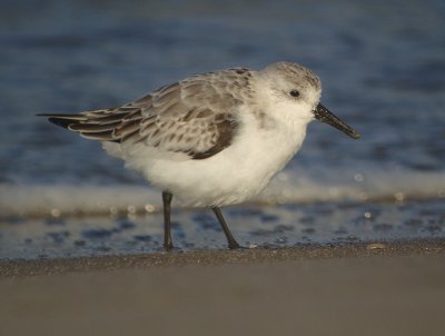 Drieteenstrandloper / Sanderling