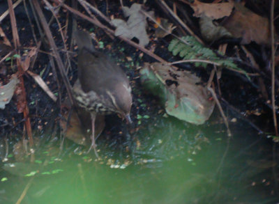 Noordse waterlijster / Northern Waterthrush