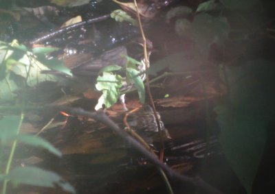 Noordse waterlijster / Northern Waterthrush