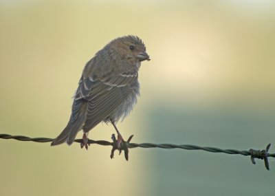 Roodmus / Common Rosefinch