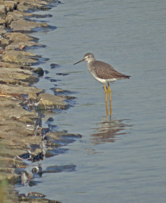 Grote geelpootruiter / Greater Yellowlegs