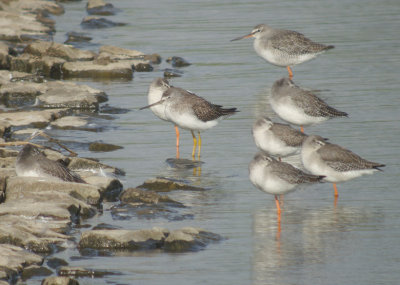 Grote geelpootruiter / Greater Yellowlegs