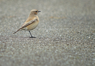 Woestijntapuit / Desert Wheatear