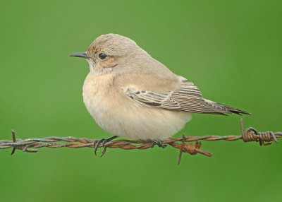 Woestijntapuit / Desert Wheatear