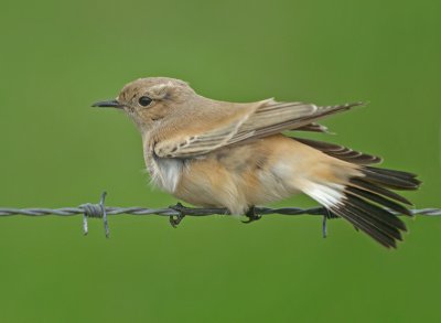Woestijntapuit / Desert Wheatear