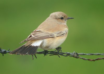 Woestijntapuit / Desert Wheatear