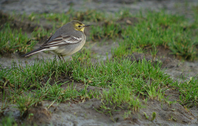 Citroenkwikstaart / Citrine Wagtail