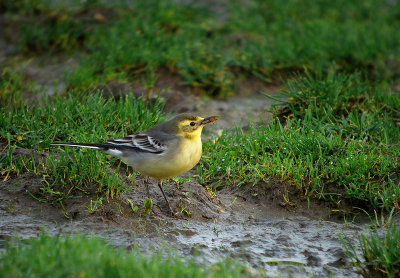 Citroenkwikstaart / Citrine Wagtail