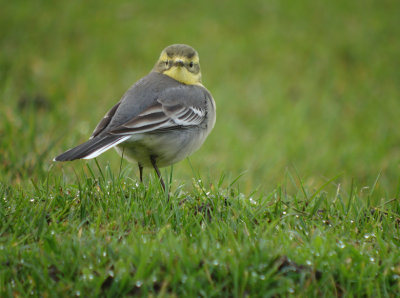 Citroenkwikstaart / Citrine Wagtail