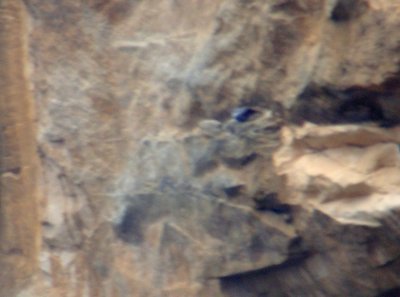 Rotskruiper / Wallcreeper