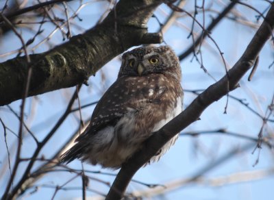 Dwerguil / Pygmy Owl
