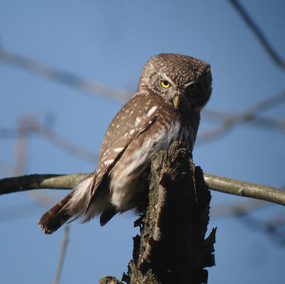 Dwerguil / Pygmy Owl