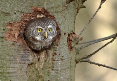 Dwerguil / Pygmy Owl