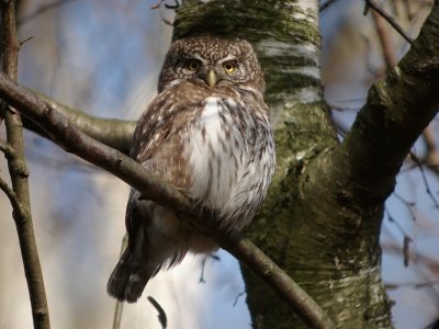 Dwerguil / Pygmy Owl