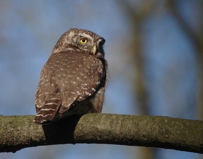 Dwerguil / Pygmy Owl