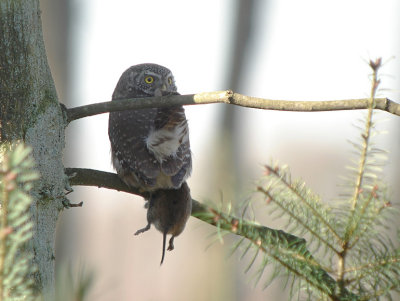 Dwerguil / Pygmy Owl