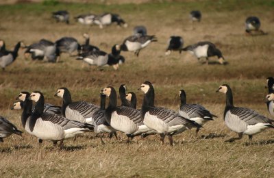 Brandgans / Barnacle Goose