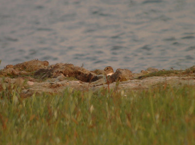 Poelsnip / Great Snipe