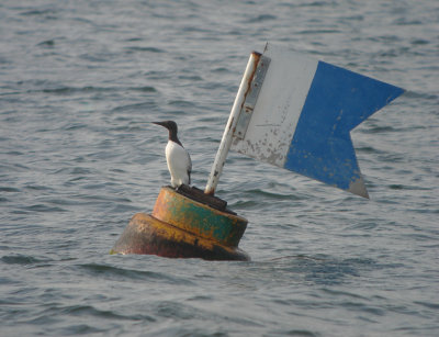 Zeekoet / Common Guillemot