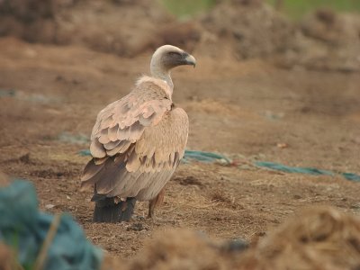 Vale gier / Griffon Vulture