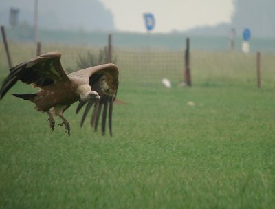 Vale gier / Griffon Vulture